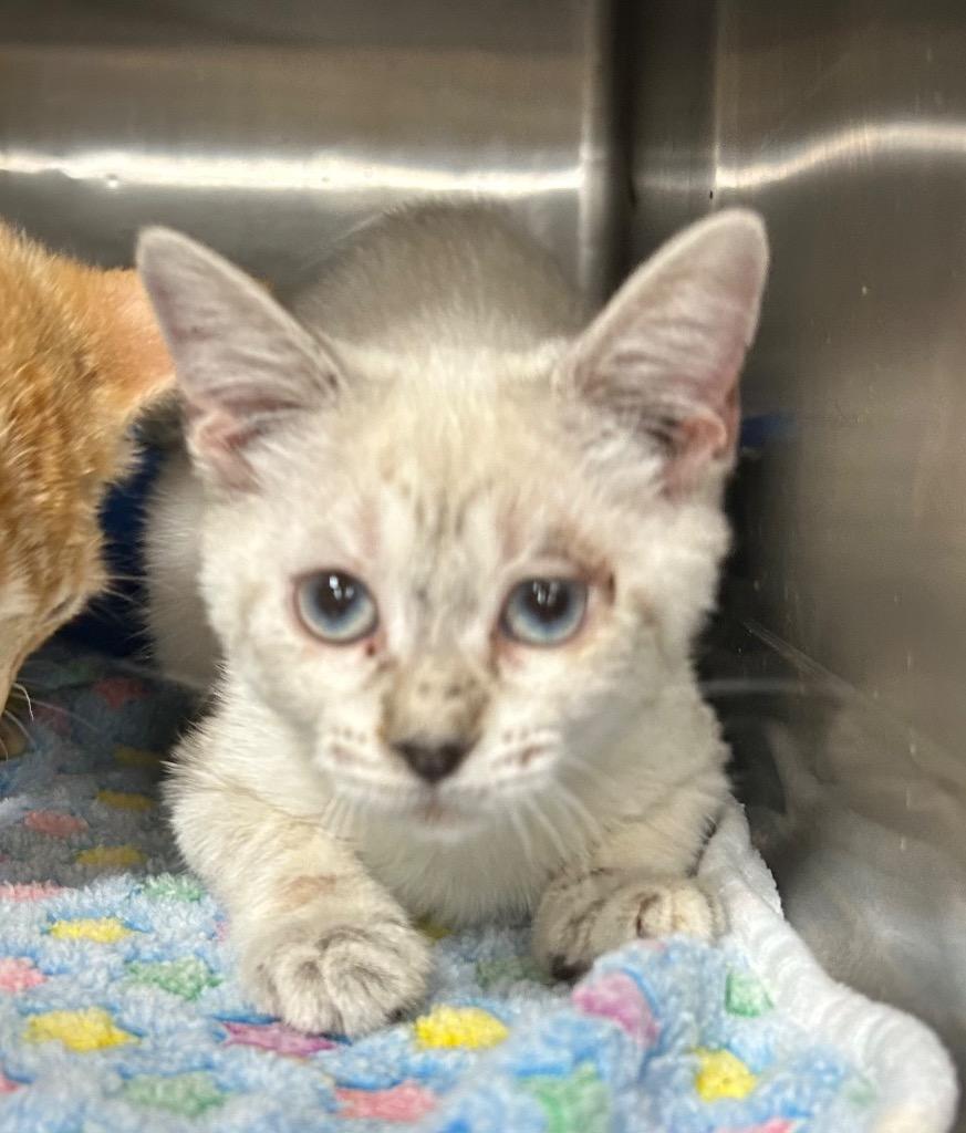 Enlarge Penne, a Adopted mixed breed in Corpus Christi, TX image 1/1