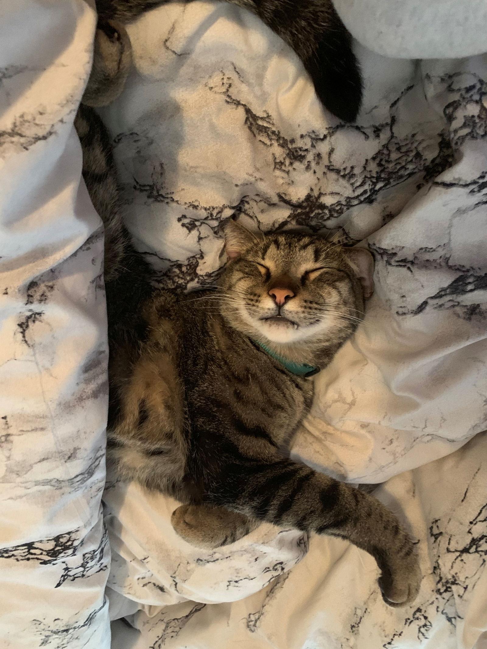 ELVIS #1750 - Offered by Owner- Sweet Senior, Adoptable, Senior Male American Shorthair & Tabby.