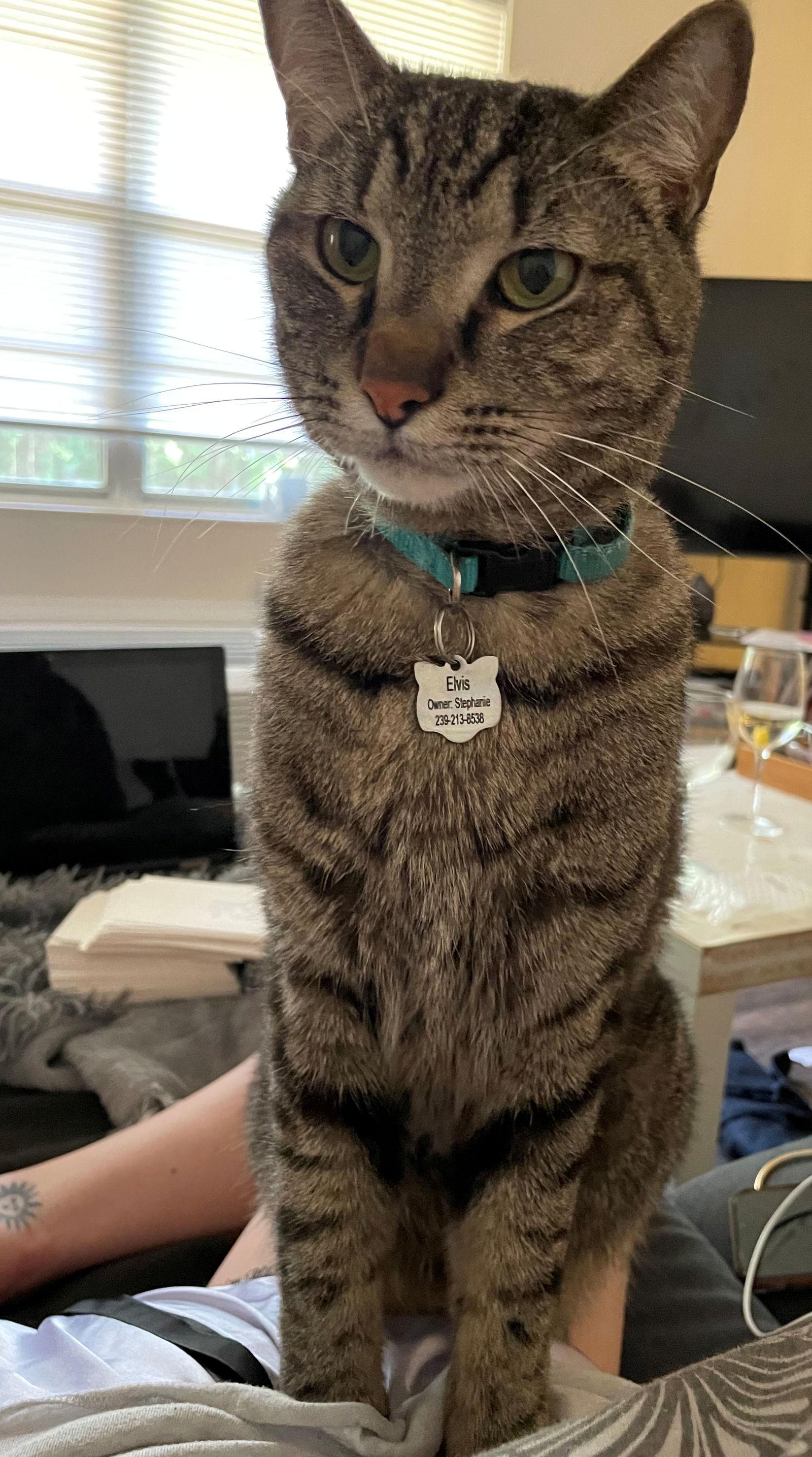 Enlarge ELVIS #1750 - Offered by Owner- Sweet Senior, a Adoptable mixed breed in Hillsboro, OR image 2/3