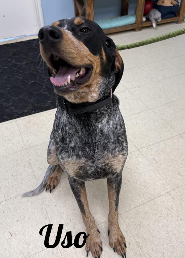 Uso, ADOPTABLE, Adult Male Bluetick Coonhound.