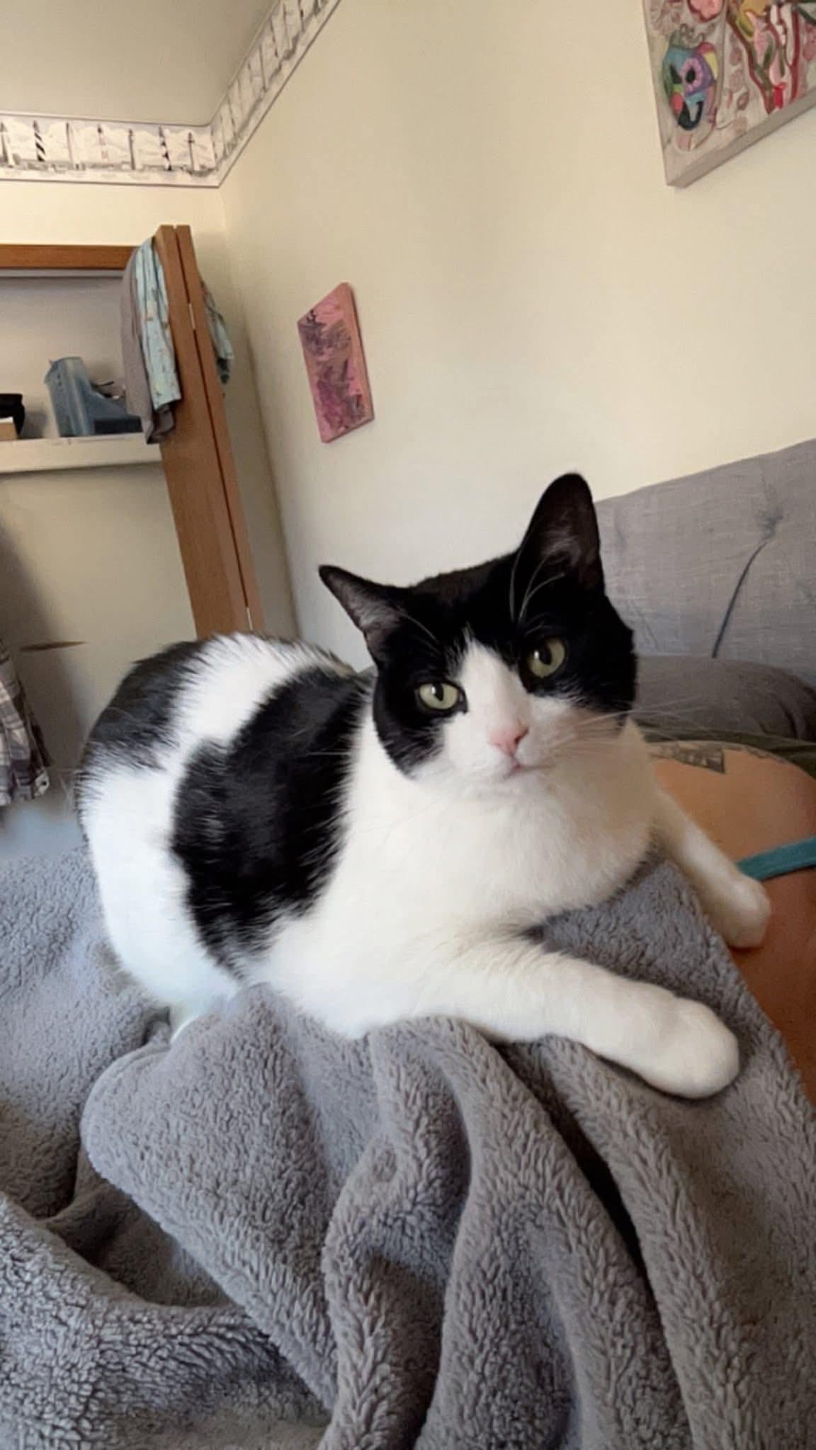 Luna Rose, ADOPTABLE, Adult Female Domestic Short Hair.