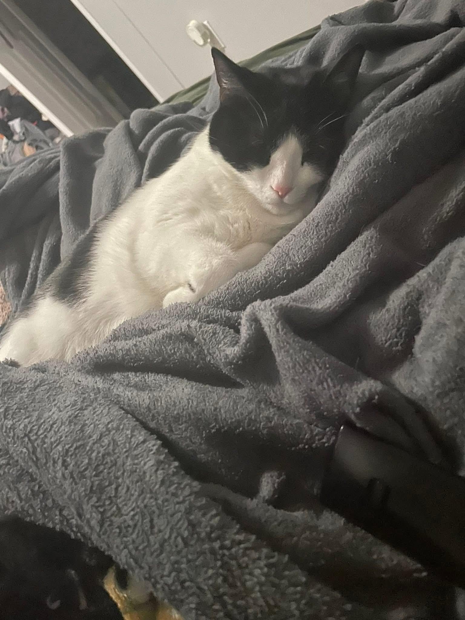 Enlarge Luna Rose, a ADOPTABLE Domestic Short Hair in Ann Arbor, MI image 4/4