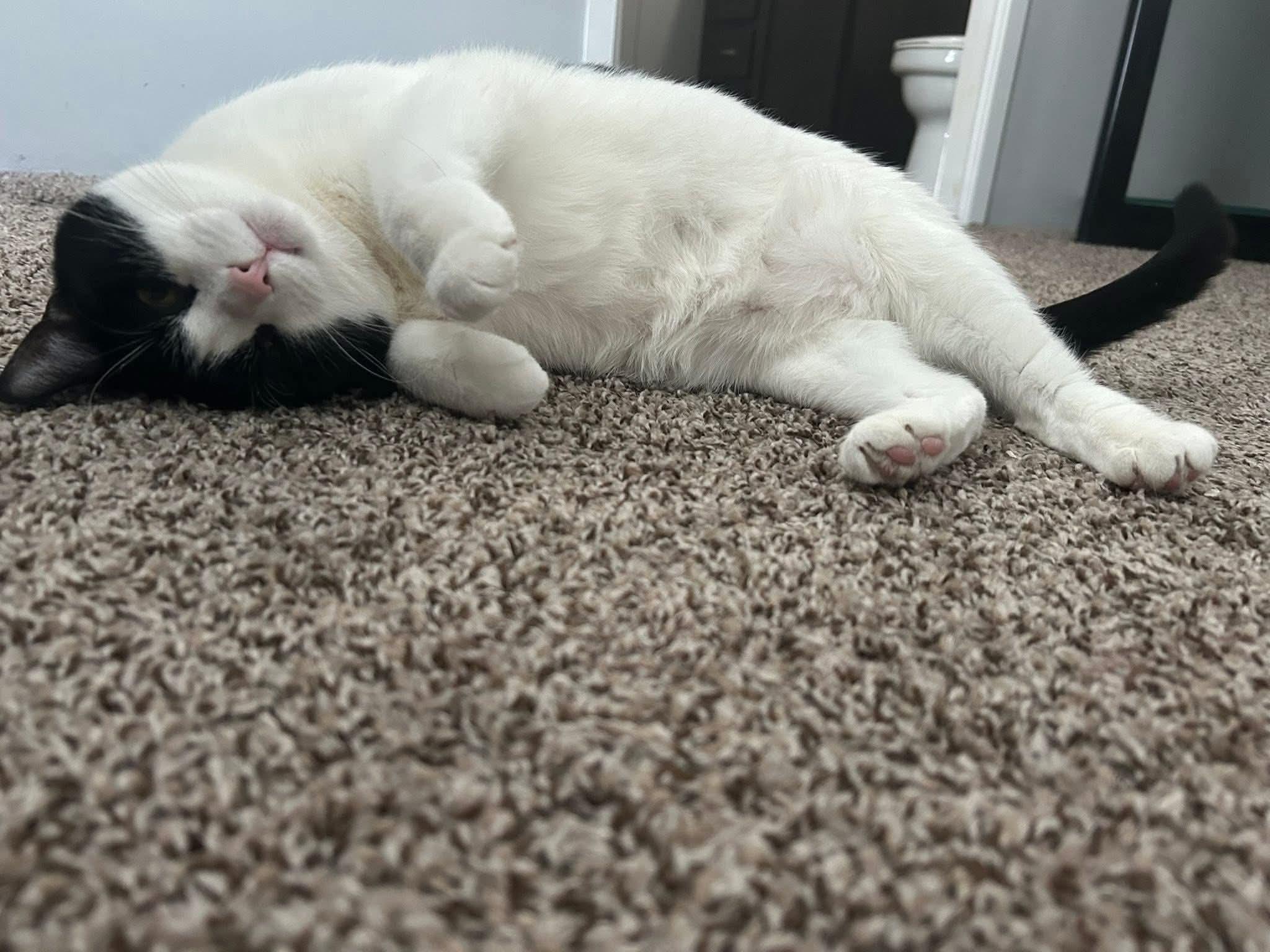 Enlarge Luna Rose, a ADOPTABLE Domestic Short Hair in Ann Arbor, MI image 3/4