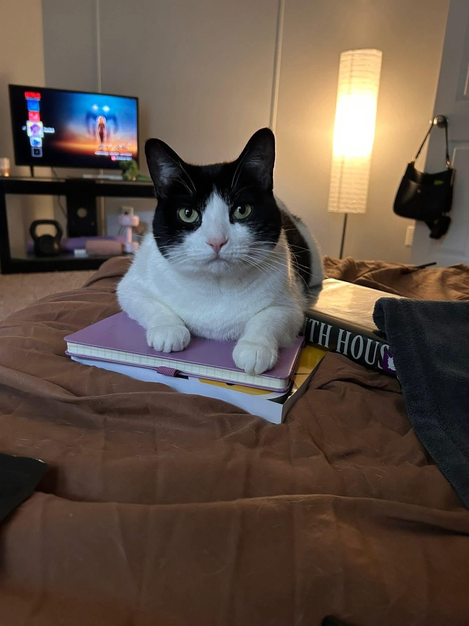 Enlarge Luna Rose, a ADOPTABLE Domestic Short Hair in Ann Arbor, MI image 2/4