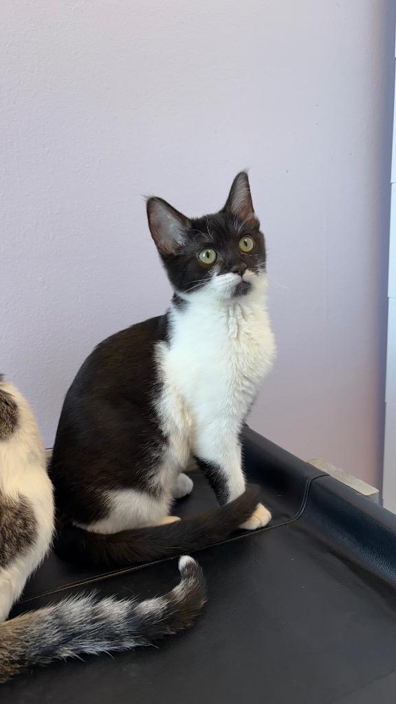 Katness, Adoptable, Kitten Female Domestic Short Hair.