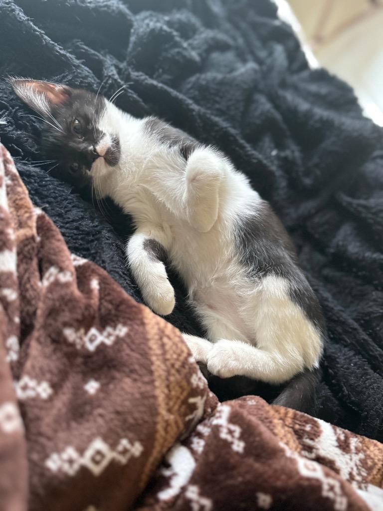 Enlarge Katness, a Adoptable Domestic Short Hair in Lewisville, TX image 2/6