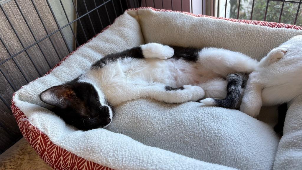 Enlarge Katness, a Adoptable Domestic Short Hair in Lewisville, TX image 3/6