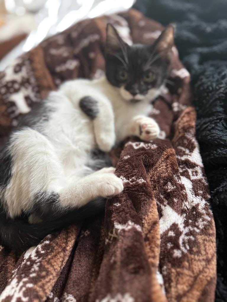 Enlarge Katness, a Adoptable Domestic Short Hair in Lewisville, TX image 4/6