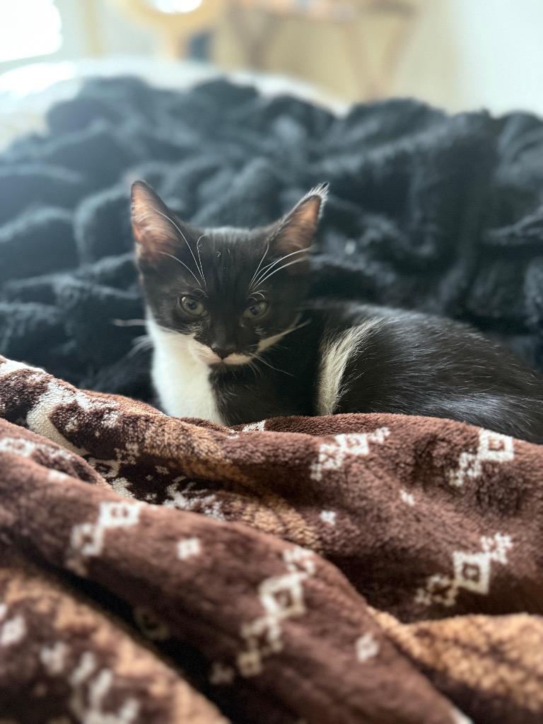 Enlarge Katness, a Adoptable Domestic Short Hair in Lewisville, TX image 5/6