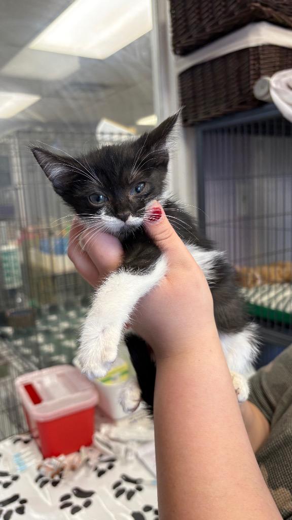 Enlarge Katness, a Adoptable Domestic Short Hair in Lewisville, TX image 6/6