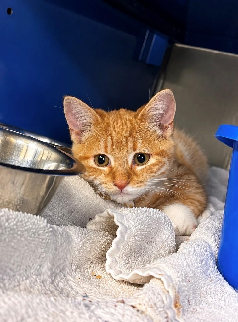 Tony, Adoptable, Kitten Male Domestic Short Hair.