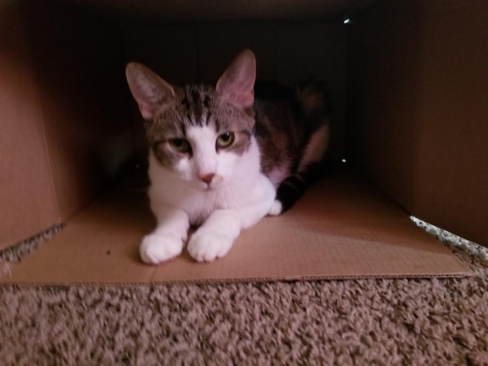 Enlarge Joseph, a Adoptable Domestic Short Hair in Lorain, OH image 3/6