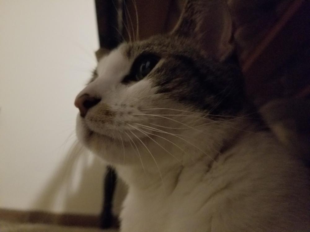Enlarge Joseph, a Adoptable Domestic Short Hair in Lorain, OH image 4/6