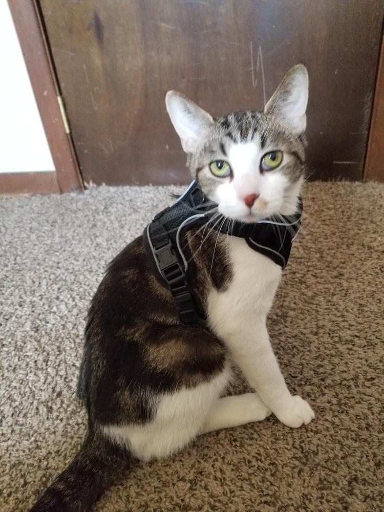 Enlarge Joseph, a Adoptable Domestic Short Hair in Lorain, OH image 5/6