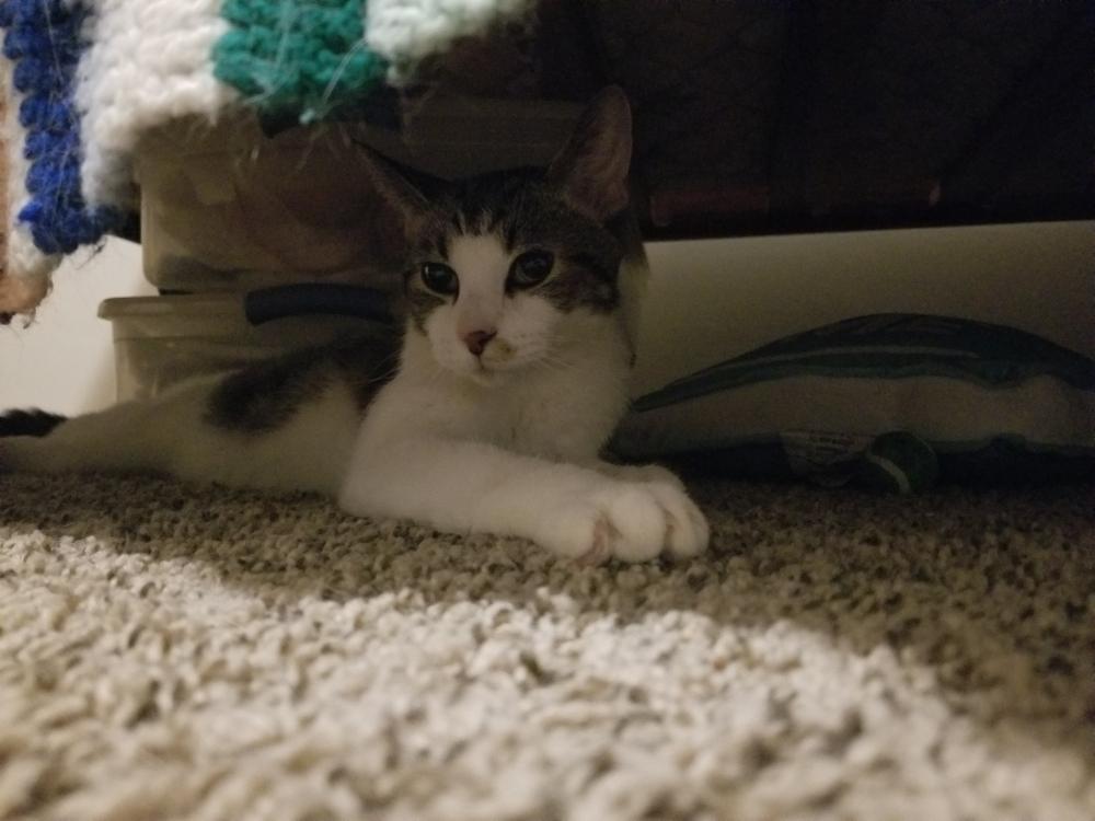 Enlarge Joseph, a Adoptable Domestic Short Hair in Lorain, OH image 6/6