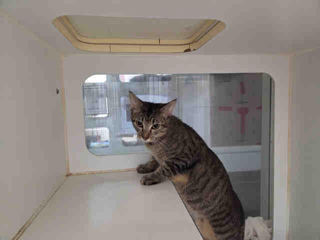 SASSY, Adoptable, Young Female Domestic Short Hair.