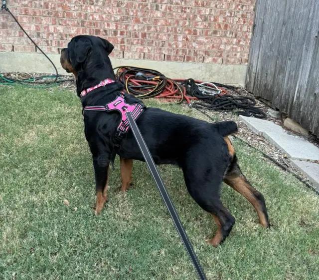 Enlarge Koana, a Adoptable Rottweiler in Polk, OH image 3/6