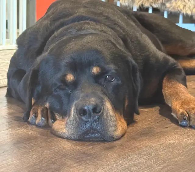 Enlarge Koana, a Adoptable Rottweiler in Polk, OH image 6/6