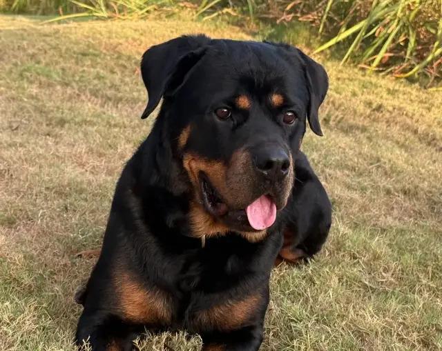Enlarge Koana, a Adoptable Rottweiler in Polk, OH image 2/6