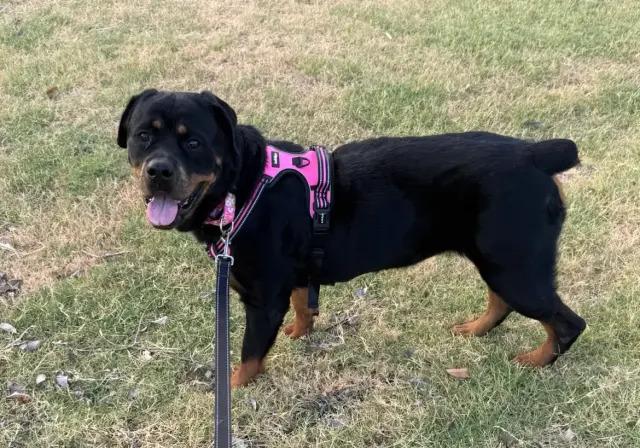 Koana, Adoptable, Adult Female Rottweiler.