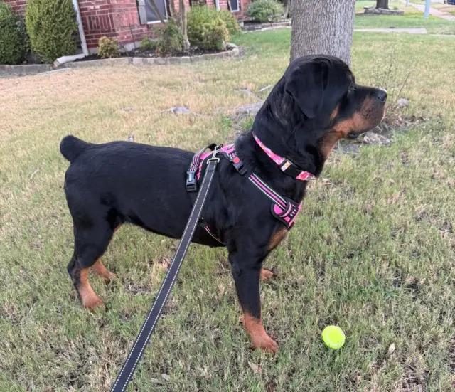 Enlarge Koana, a Adoptable Rottweiler in Polk, OH image 5/6