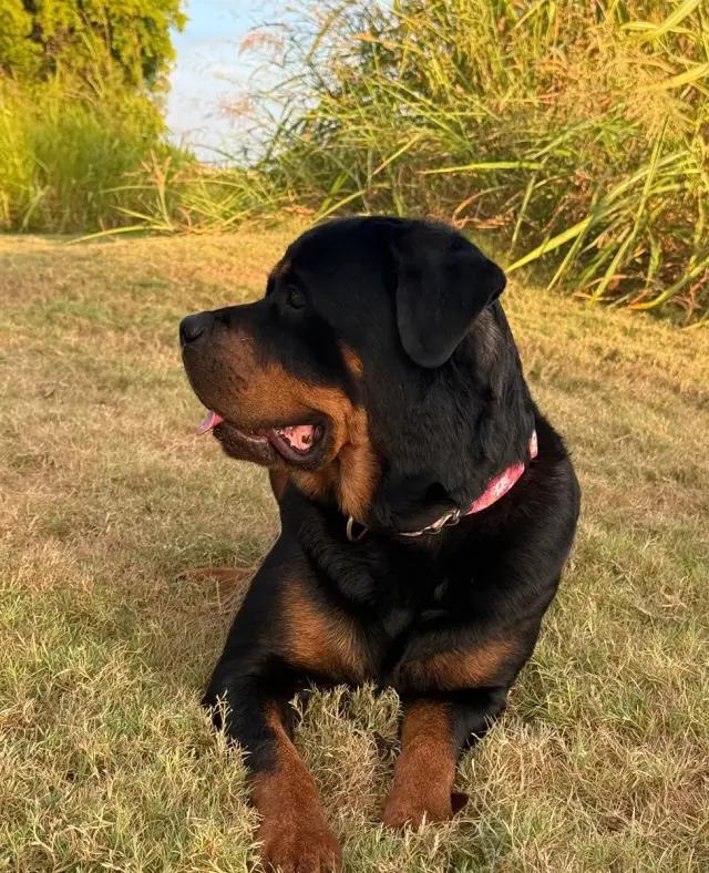 Enlarge Koana, a Adoptable Rottweiler in Polk, OH image 4/6