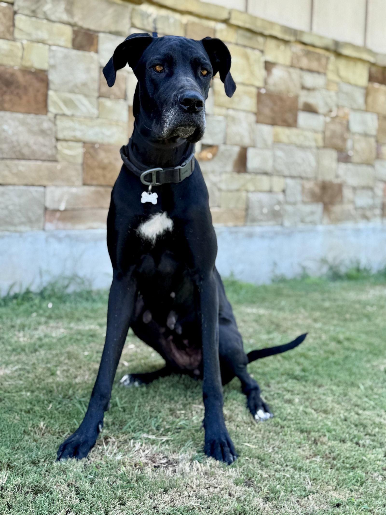 Paisley, a Adoptable Great Dane in Helotes, TX image 1/3