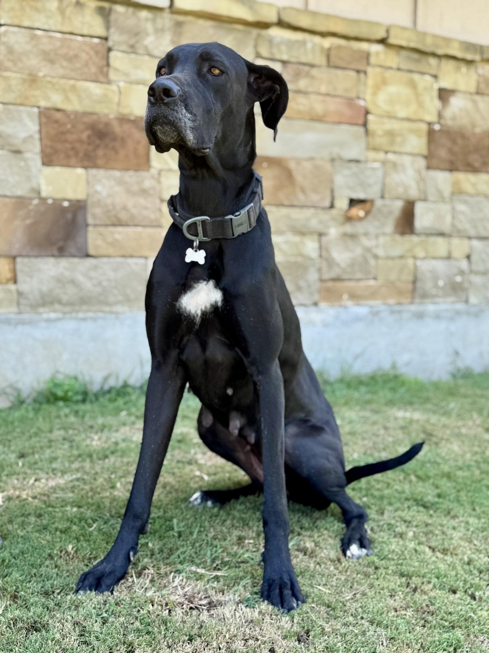 Paisley, a Adoptable Great Dane in Helotes, TX image 2/3