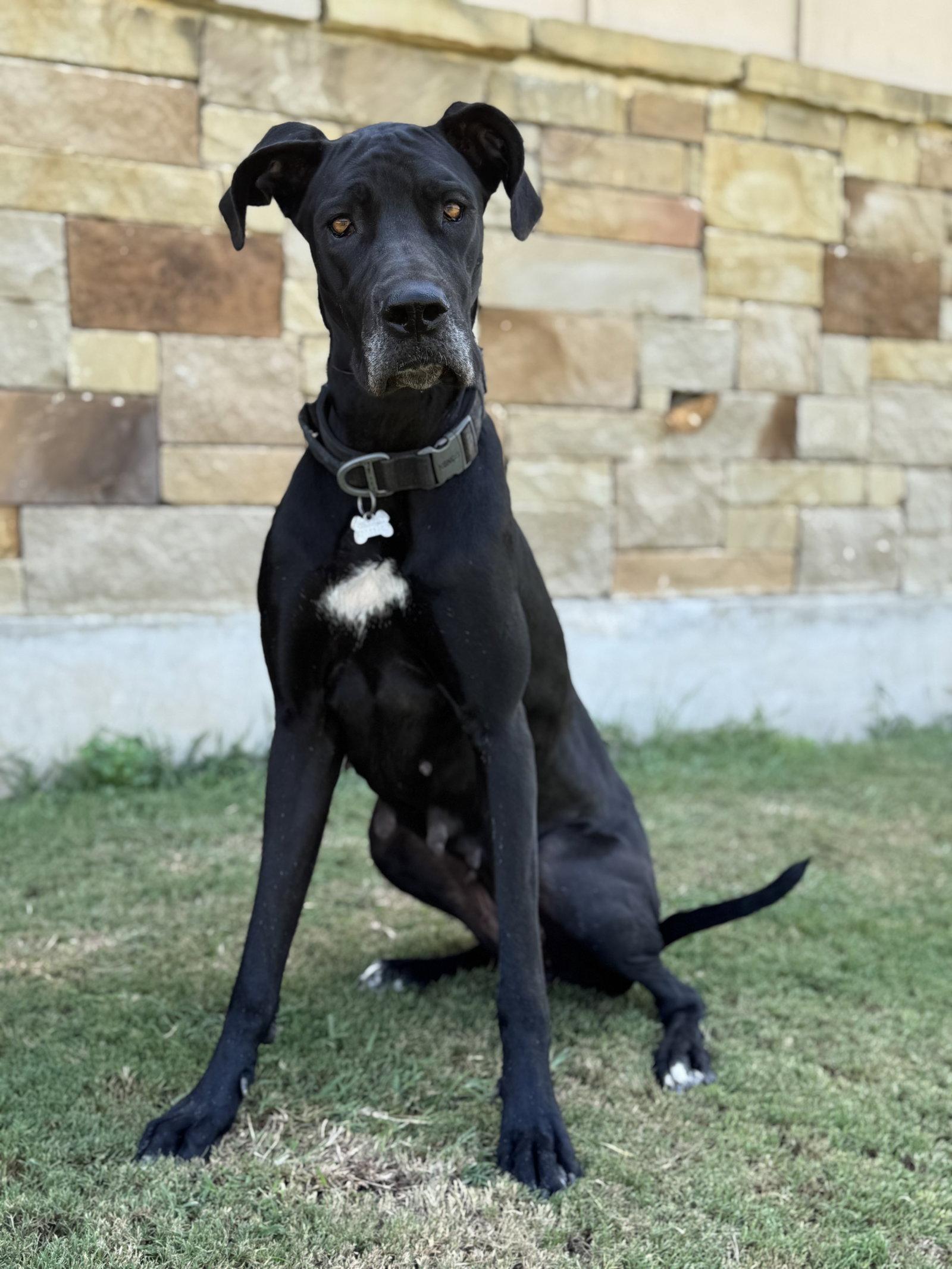 Paisley, a Adoptable Great Dane in Helotes, TX image 3/3