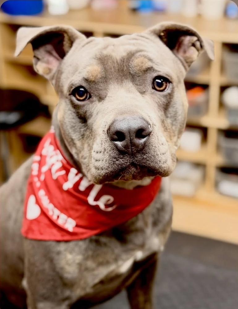 Nimbus, a Adoptable mixed breed in Tigard, OR image 4/4