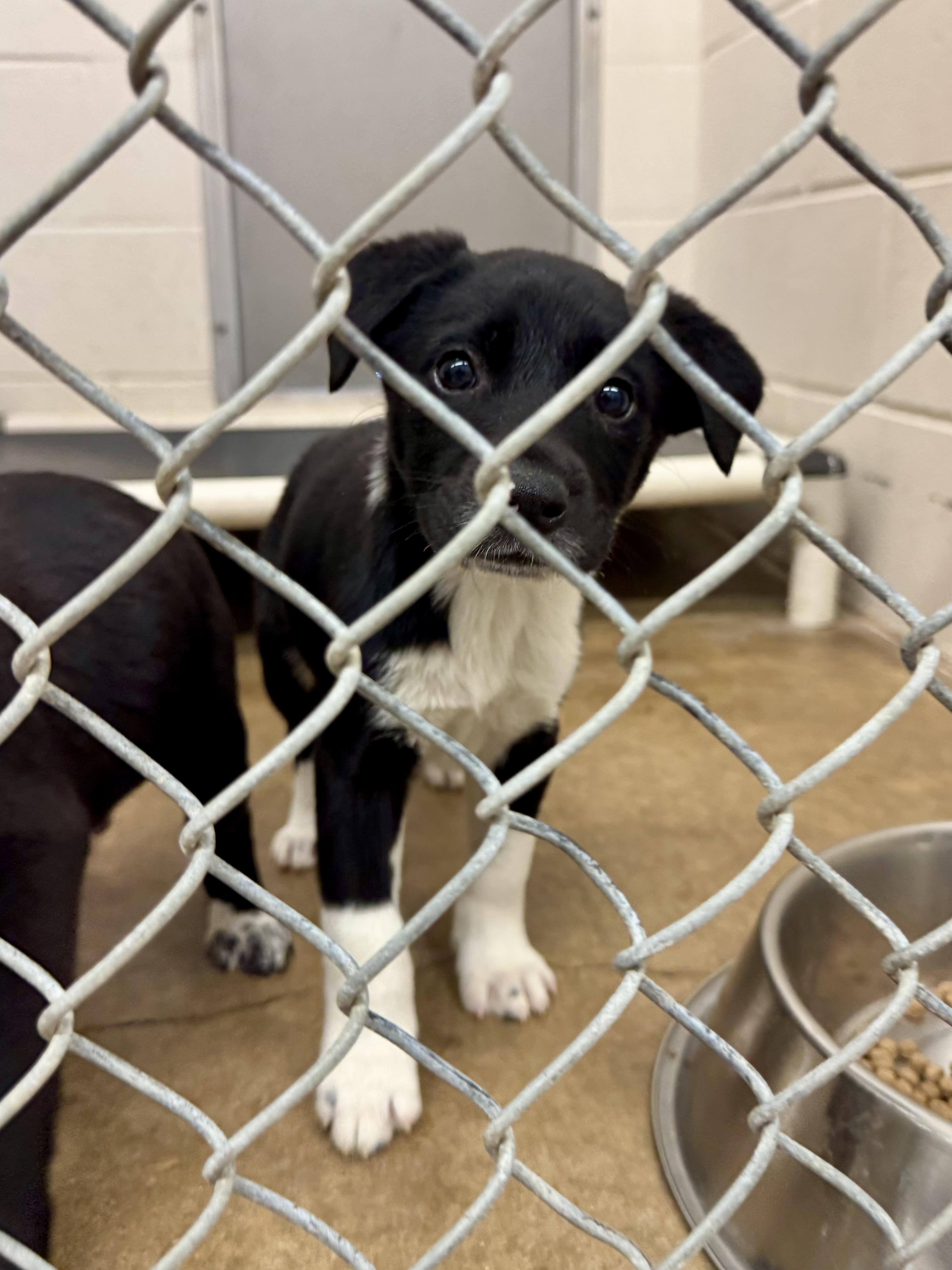 Enlarge Hado, an adopted mixed breed in Sherman, TX image 2/3