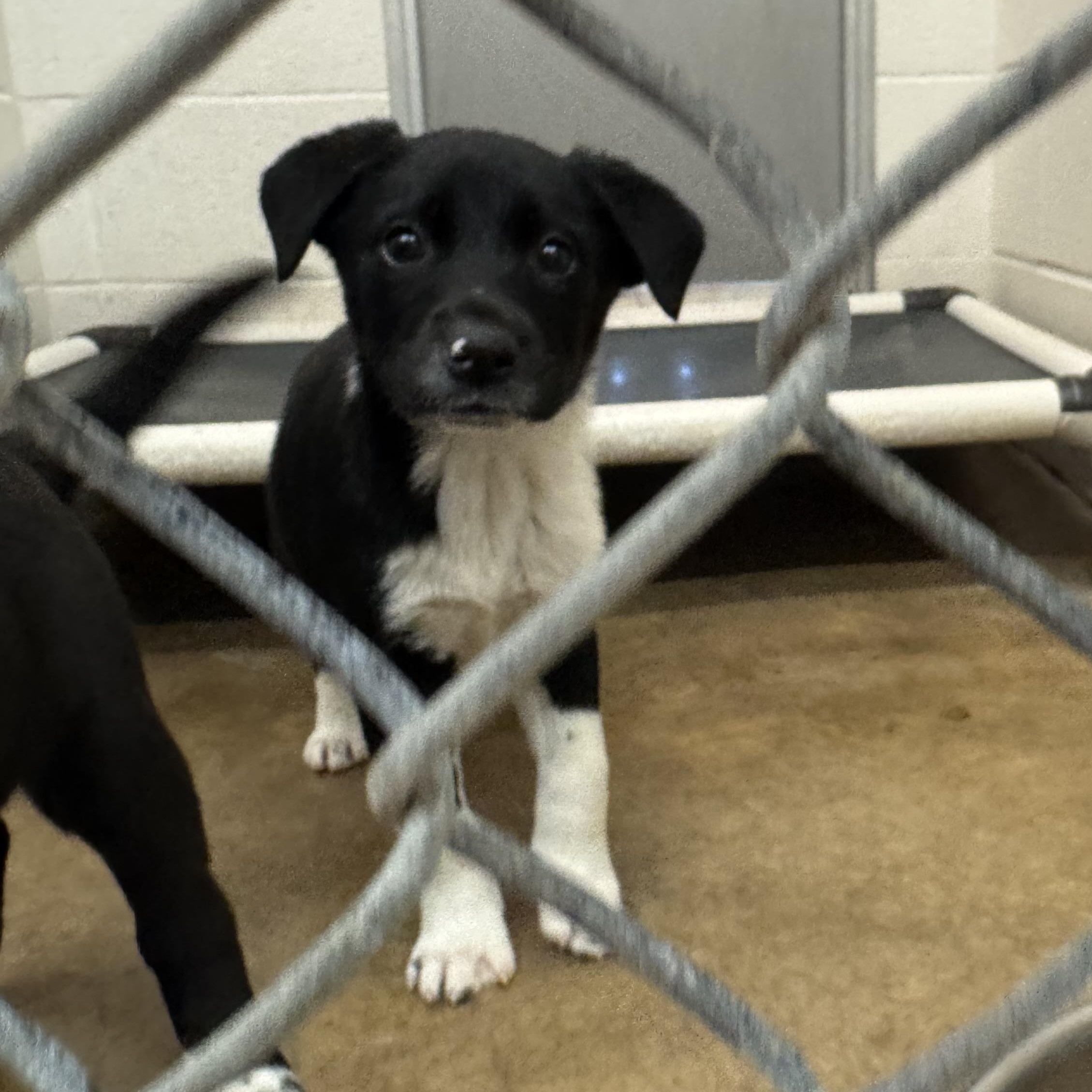 Enlarge Hado, an adopted mixed breed in Sherman, TX image 1/3