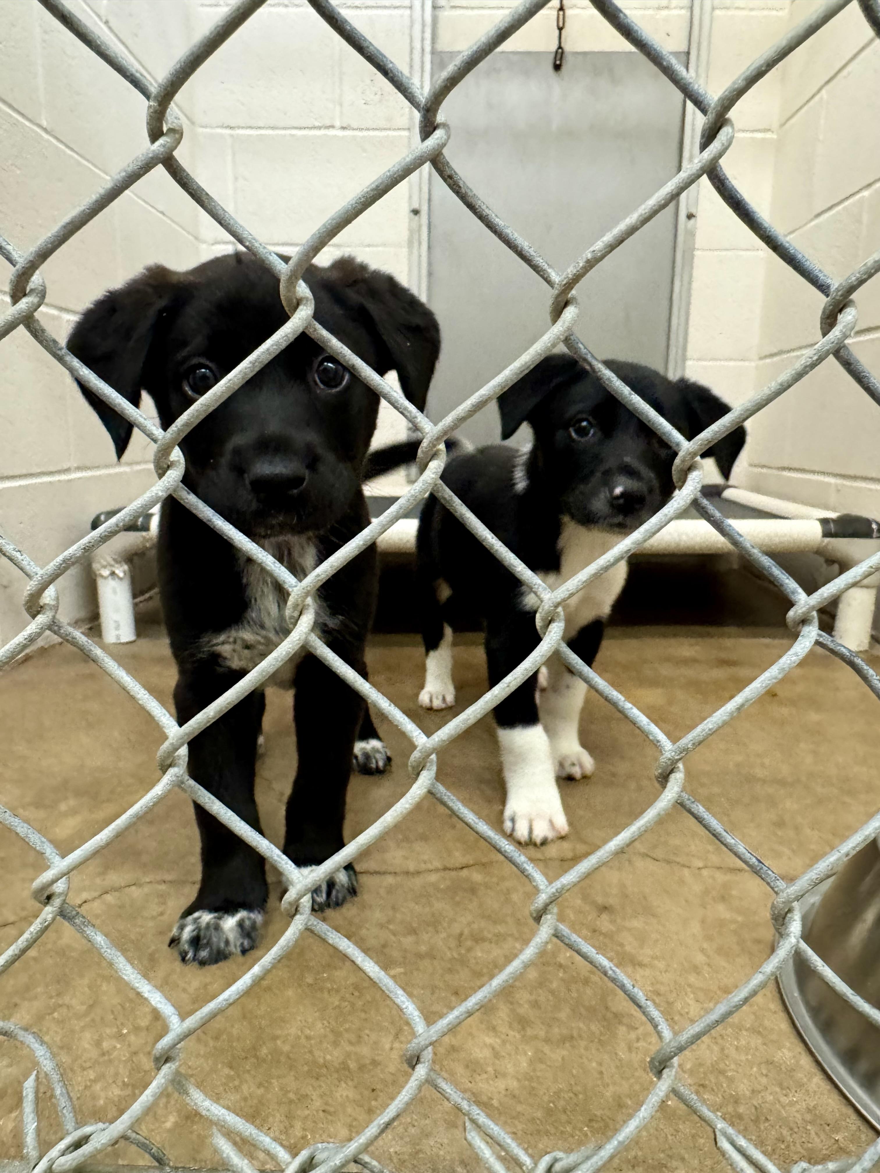 Enlarge Hado, an adopted mixed breed in Sherman, TX image 3/3