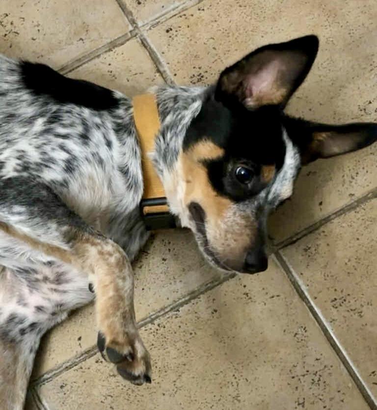 Enlarge Jack Jack! Mr Congeniality!, an adoptable Australian Cattle Dog / Blue Heeler in Cambridge, MA image 4/6