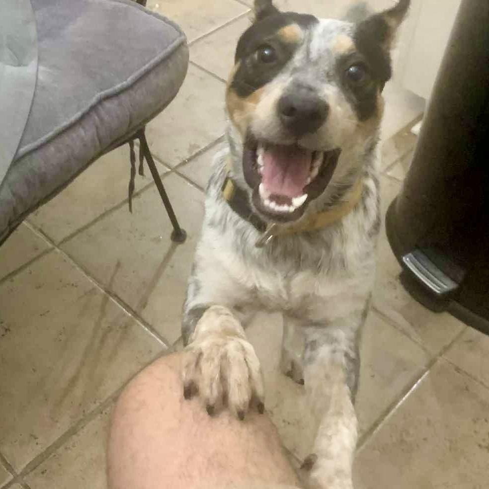 Enlarge Jack Jack! Mr Congeniality!, an adoptable Australian Cattle Dog / Blue Heeler in Cambridge, MA image 3/6