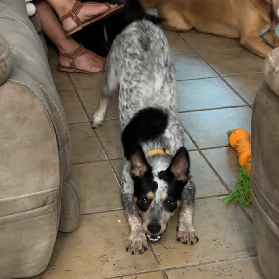 Enlarge Jack Jack! Mr Congeniality!, an adoptable Australian Cattle Dog / Blue Heeler in Cambridge, MA image 6/6