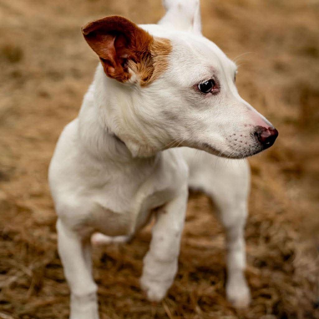 Enlarge Biscuits, a Adoptable mixed breed in Tomah, WI image 2/3