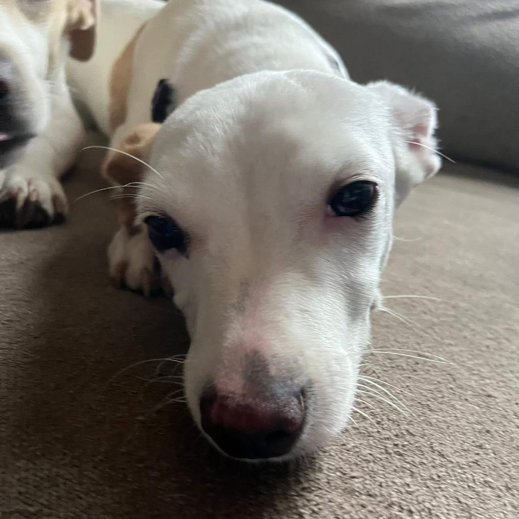 Enlarge Biscuits, a Adoptable mixed breed in Tomah, WI image 3/3