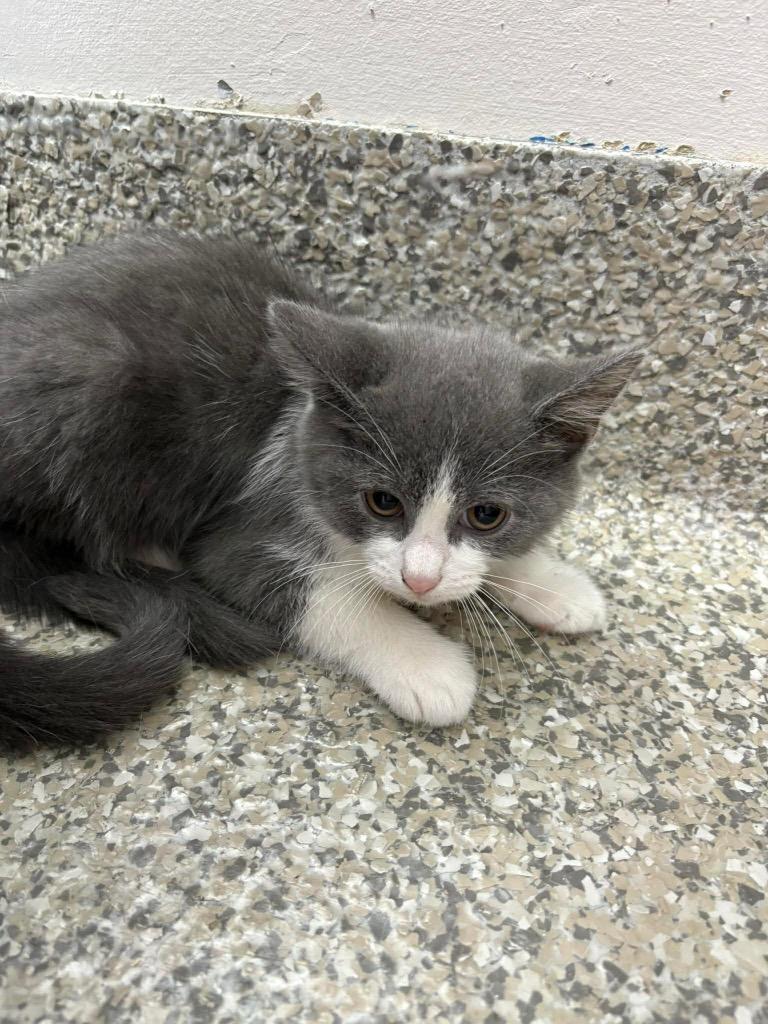 Enlarge Tutti Frutti, a Adoptable mixed breed in Van Wert, OH image 1/1