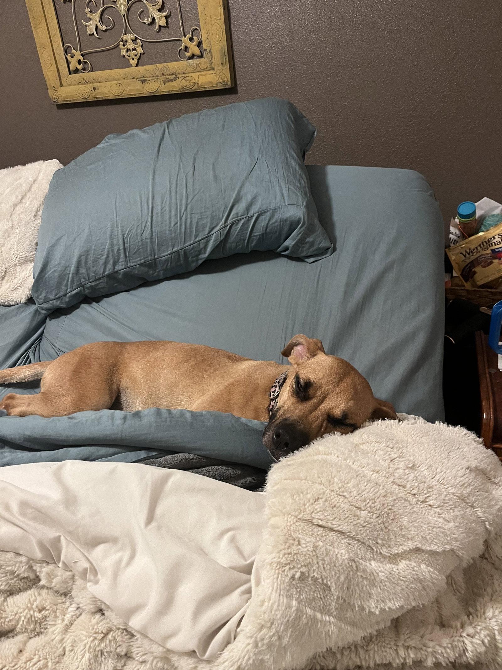 Enlarge Peanut, a Adoptable Boxer in Polson, MT image 2/3