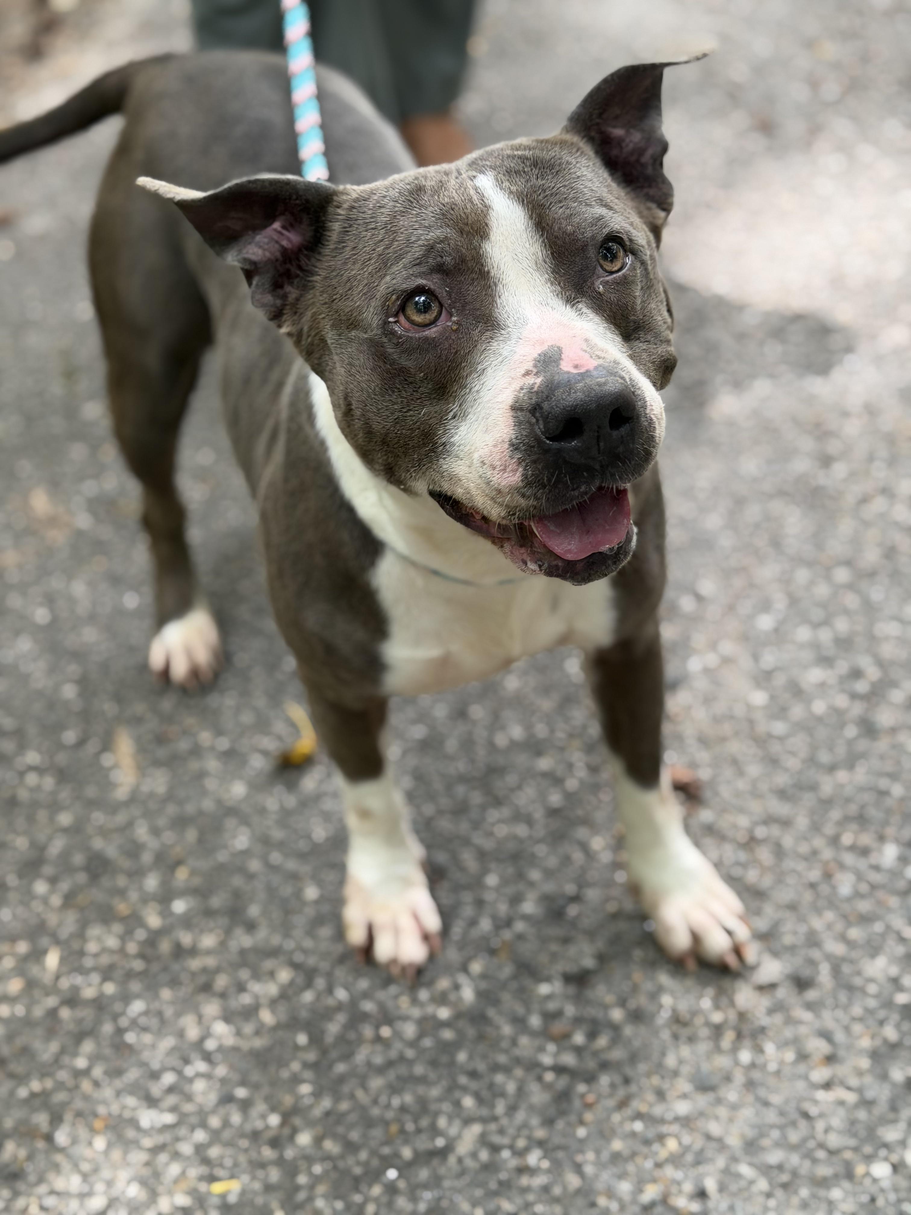 Enlarge Bellamy, a ADOPTABLE Pit Bull Terrier in Petersburg, VA image 4/6
