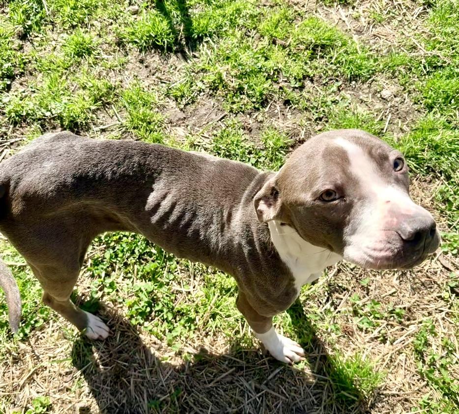 Enlarge Bellamy, a ADOPTABLE Pit Bull Terrier in Petersburg, VA image 4/6
