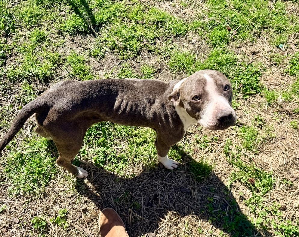 Enlarge Bellamy, a ADOPTABLE Pit Bull Terrier in Petersburg, VA image 3/6