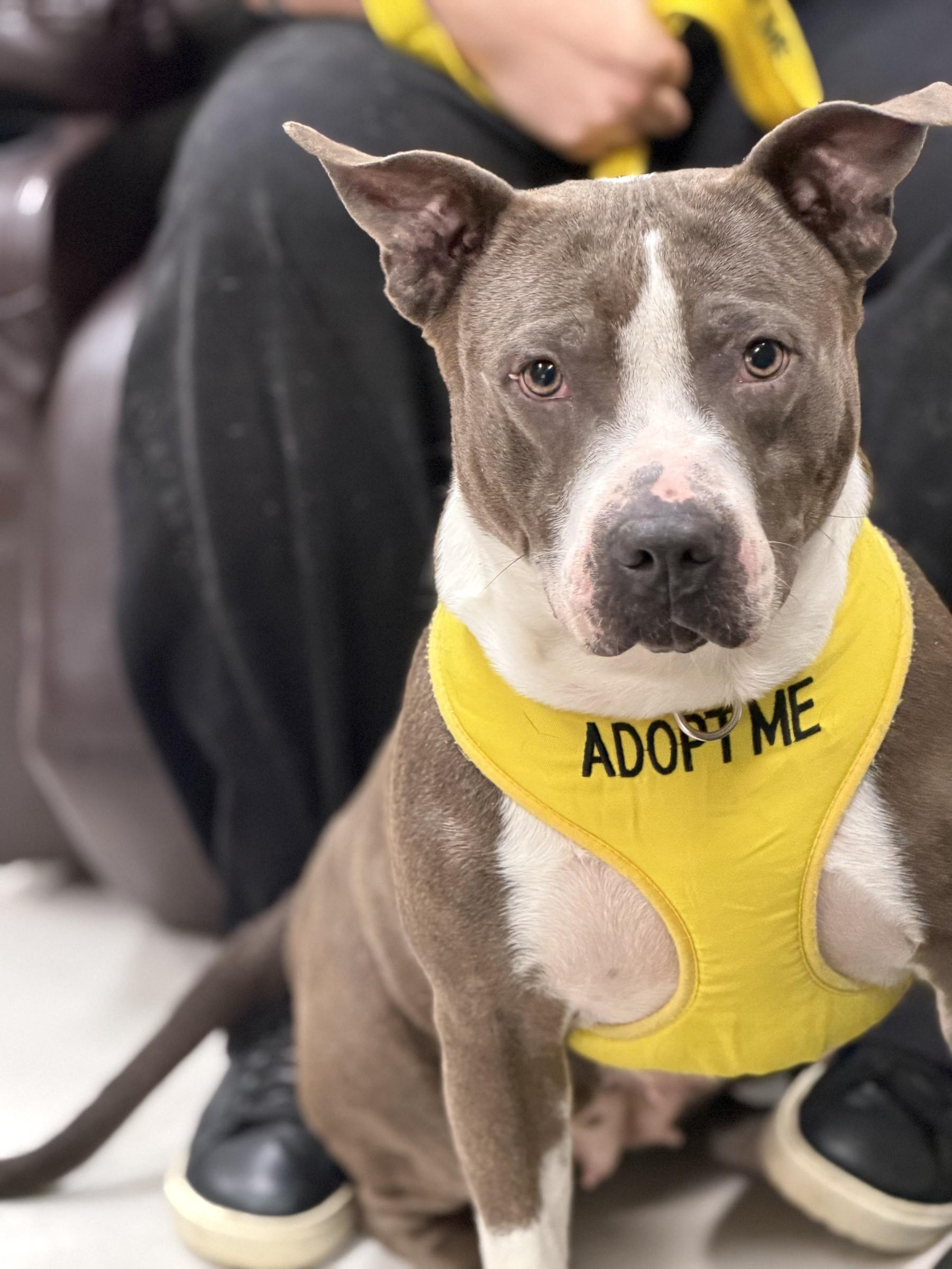 Enlarge Bellamy, a Adopted Pit Bull Terrier in Petersburg, VA image 5/6
