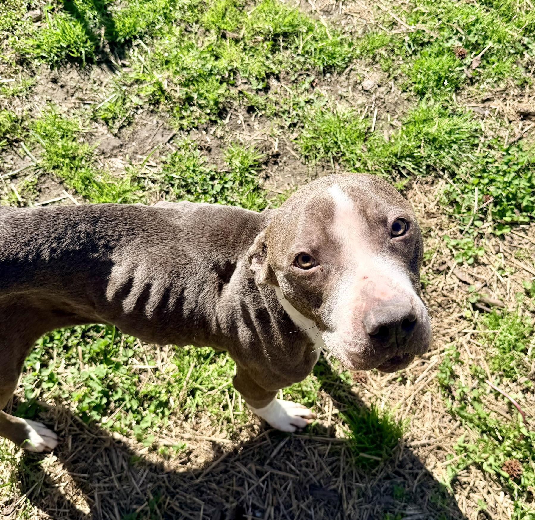 Enlarge Bellamy, a ADOPTABLE Pit Bull Terrier in Petersburg, VA image 6/6