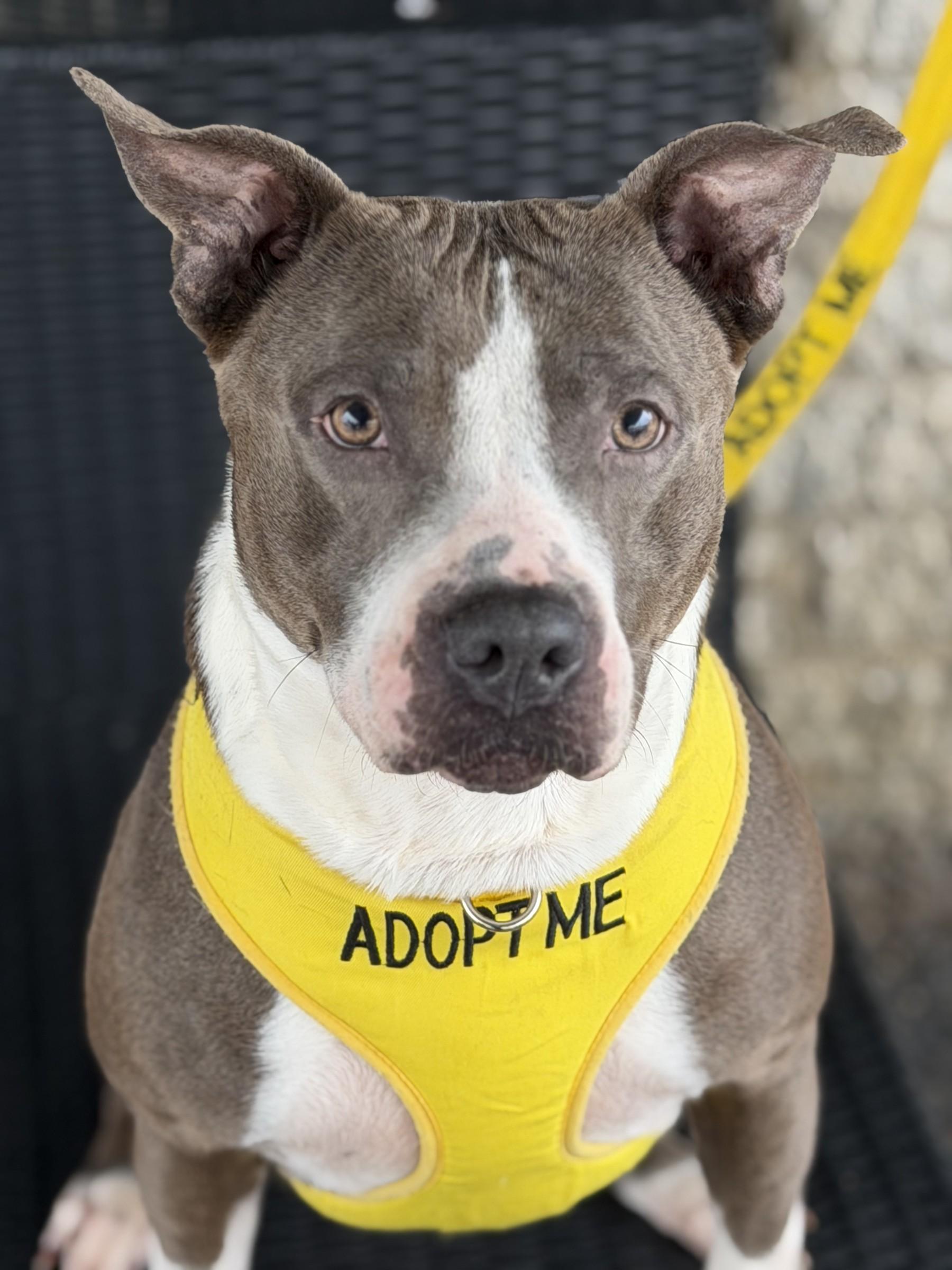 Enlarge Bellamy, a Adopted Pit Bull Terrier in Petersburg, VA image 1/6