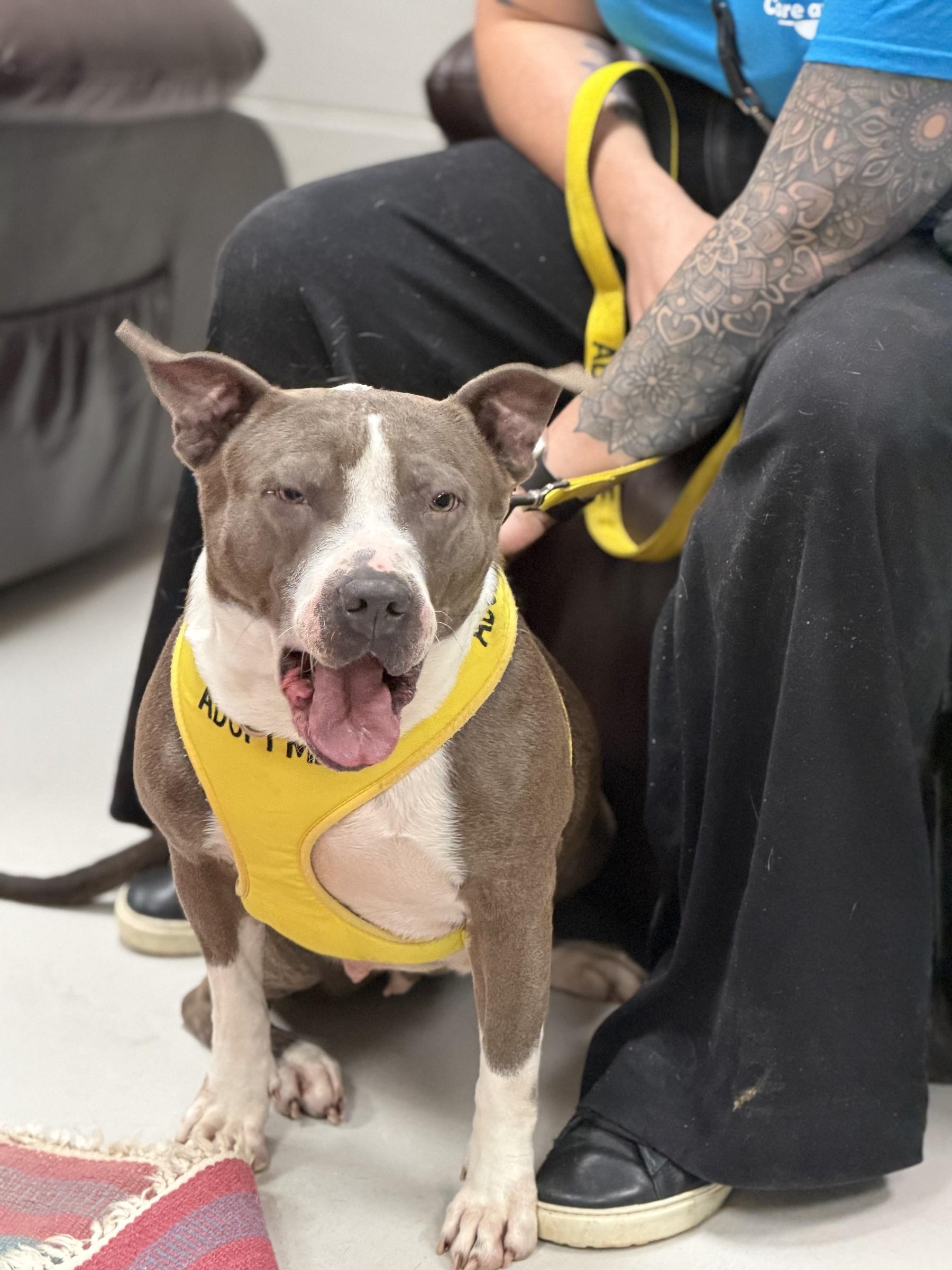 Enlarge Bellamy, a Adopted Pit Bull Terrier in Petersburg, VA image 3/6