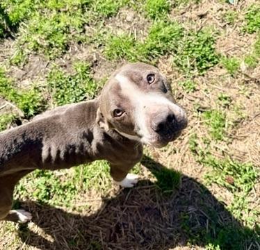 Bellamy, ADOPTABLE, Young Female Pit Bull Terrier.