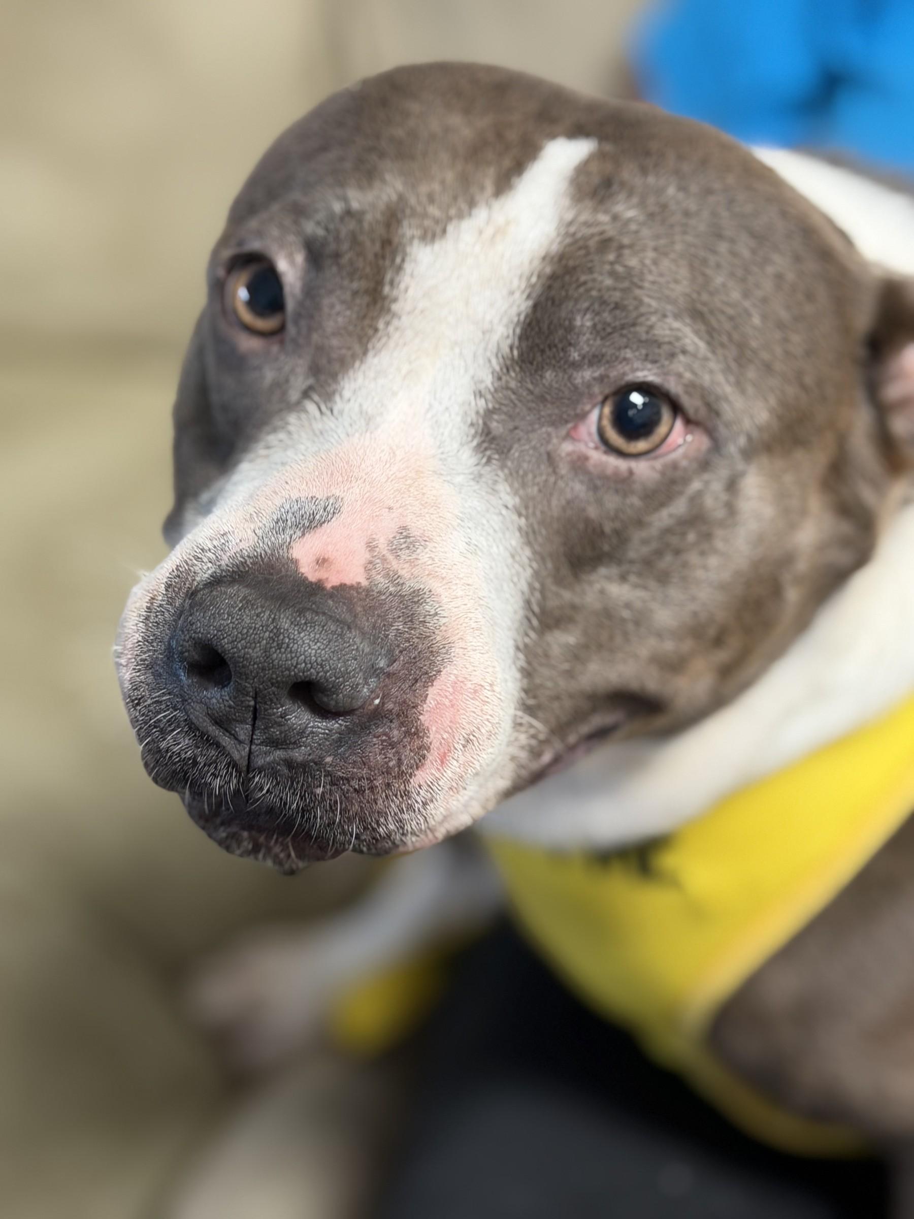 Enlarge Bellamy, a Adopted Pit Bull Terrier in Petersburg, VA image 6/6