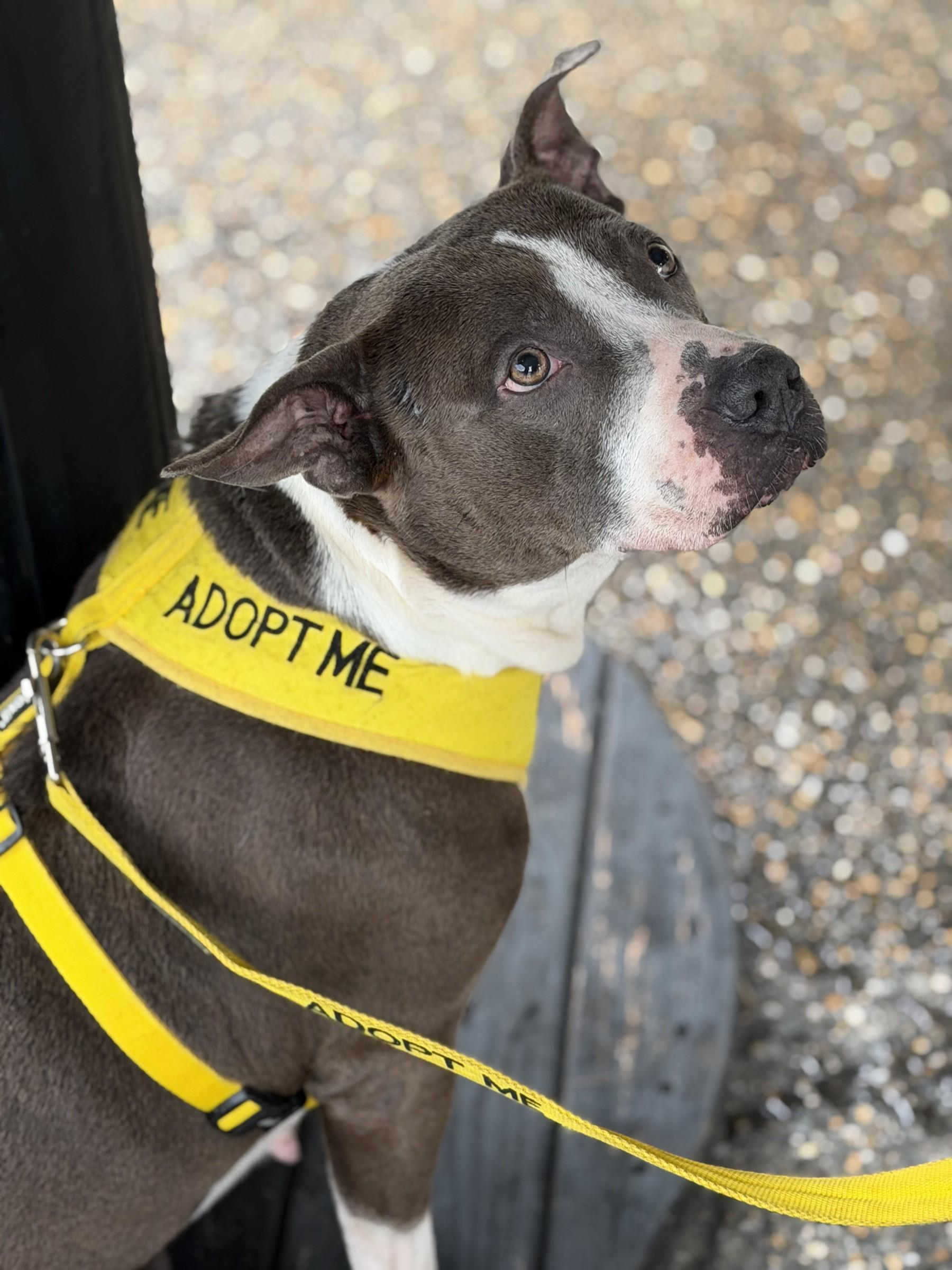 Enlarge Bellamy, a Adopted Pit Bull Terrier in Petersburg, VA image 2/6